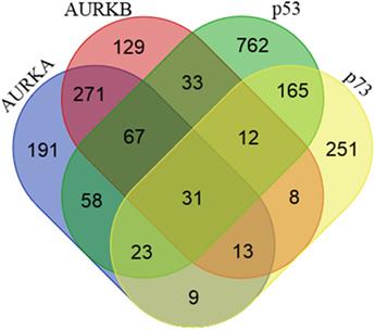 Functional Significance of Aurora Kinases–p53 Protein Family Interactions in Cancer